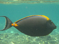   Orange Spine Surgeon Fish  